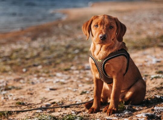 Adorable Labrador Puppies for Sale – Vaccinated & Healthy!