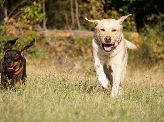 Adorable Labrador Puppies for Sale – Vaccinated & Healthy!