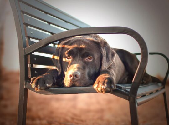 Adorable Labrador Puppies for Sale – Vaccinated & Healthy!